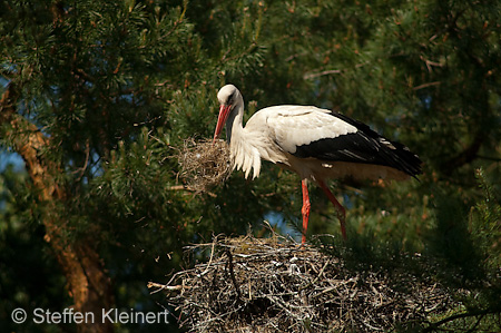 Weißstorch, Ciconia ciconia 041